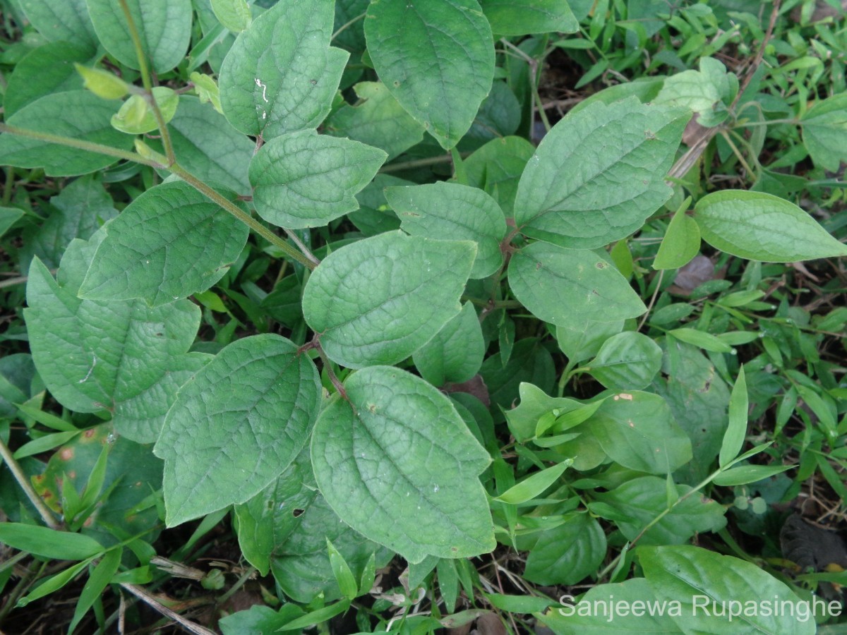 Clematis zeylanica (L.) Poir.